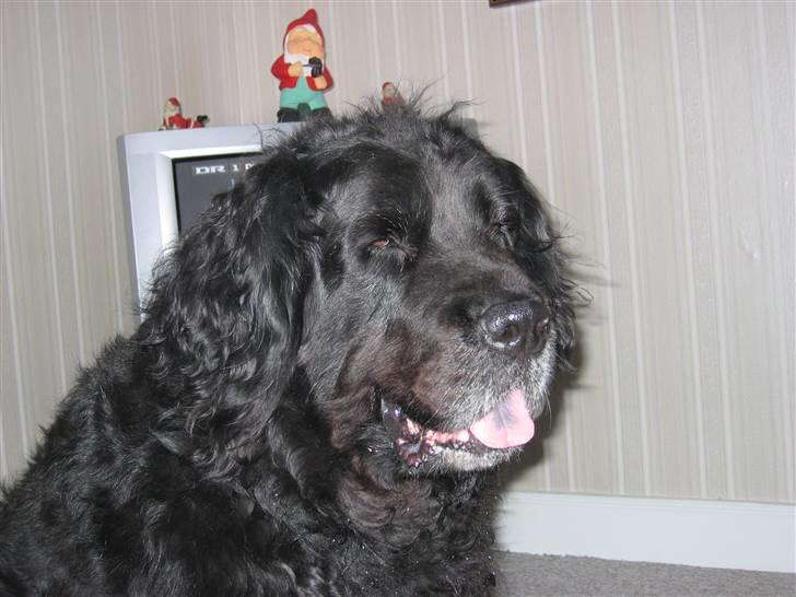 Newfoundlænder Niffi (himmelhund) billede 12