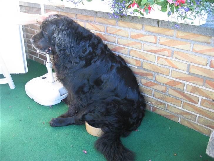 Newfoundlænder Niffi (himmelhund) - hvis jeg nu sætter mig på min vandskål er der ingen der kan tage den billede 13