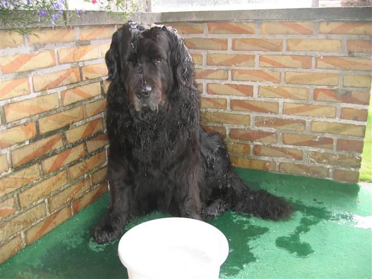 Newfoundlænder Niffi (himmelhund) billede 14