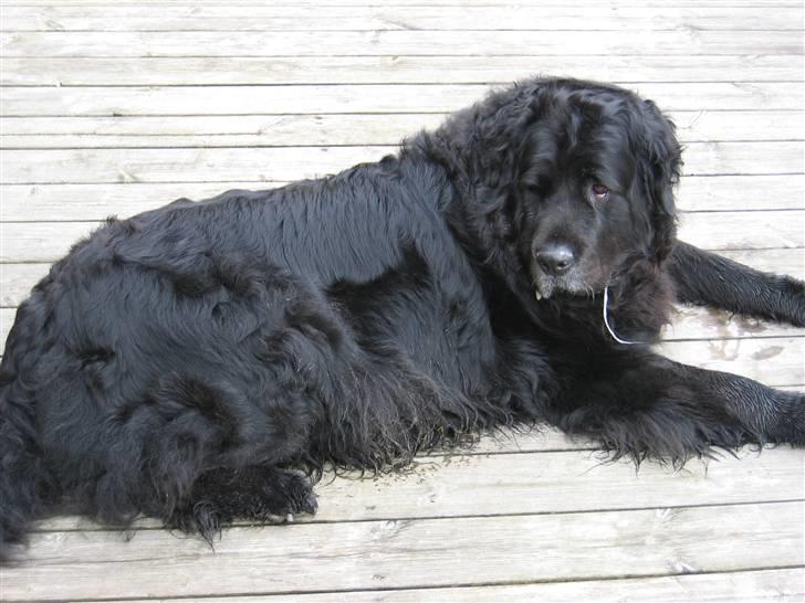 Newfoundlænder Niffi (himmelhund) billede 15