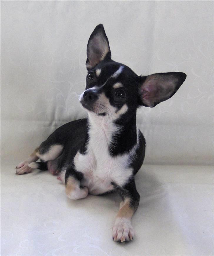Chihuahua Tella billede 1