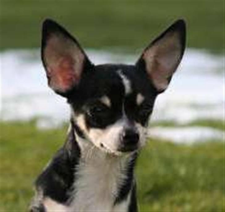 Chihuahua Tella billede 2