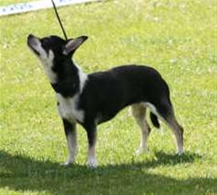 Chihuahua Tella billede 3