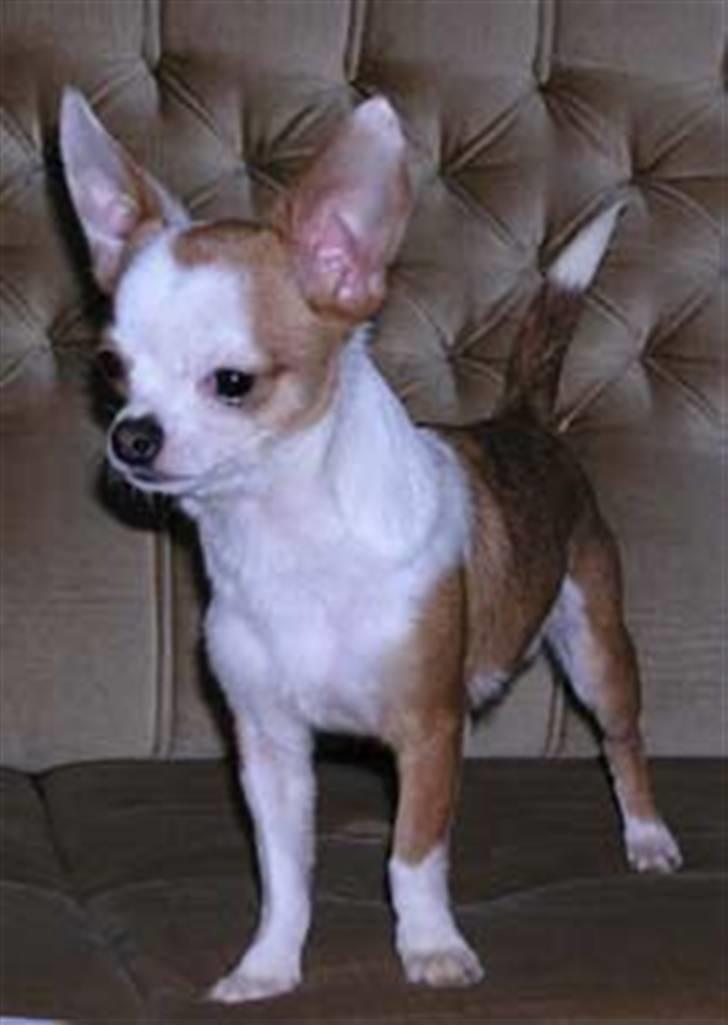 Chihuahua Tella - Tellas far billede 5