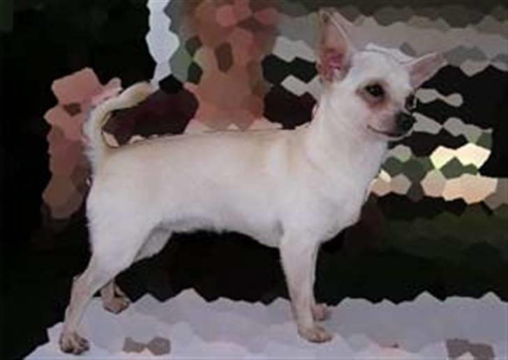 Chihuahua Tella - Tellas mor billede 6