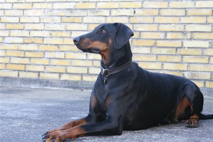 Dobermann torontos ronja RIP. billede 1