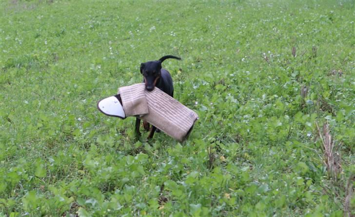 Dobermann torontos ronja RIP. - lykken er at have vundet ærmet billede 2
