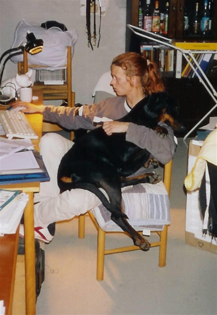 Dobermann torontos ronja RIP. - elsker at ligge på skødet at "mor" billede 3