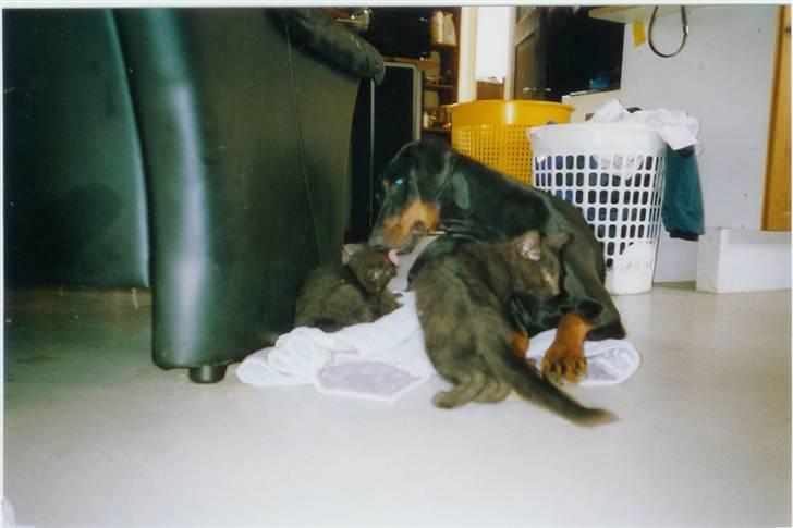 Dobermann torontos ronja RIP. - passer godt på "mine" børn billede 4