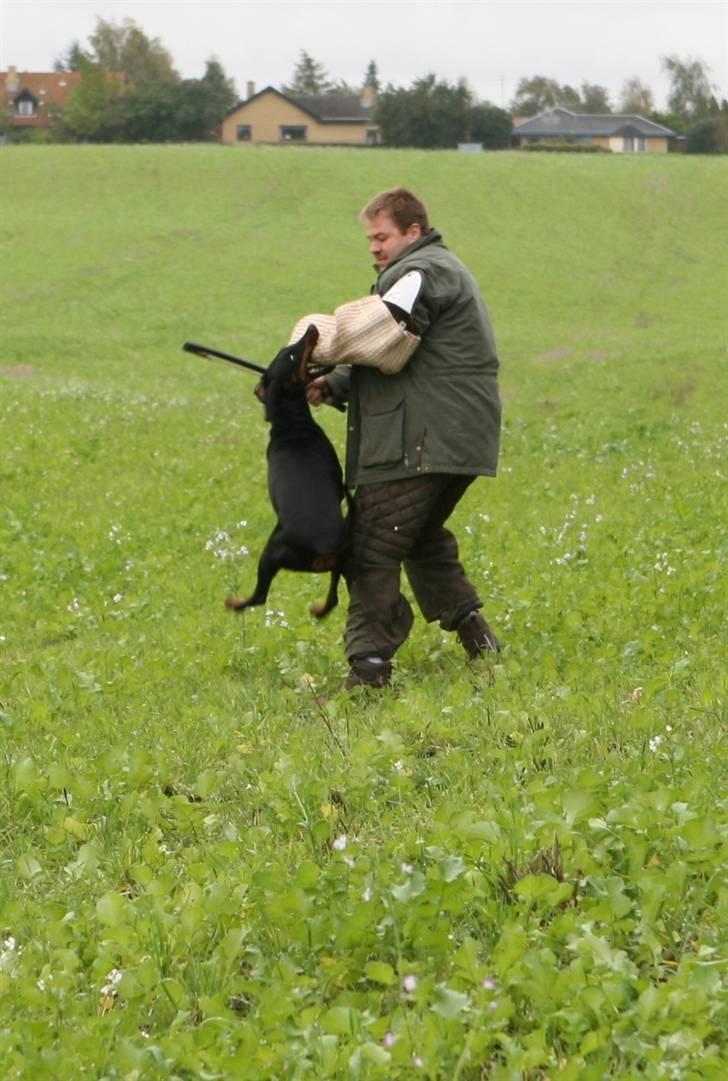 Dobermann torontos ronja RIP. - det her det er sjovt billede 5