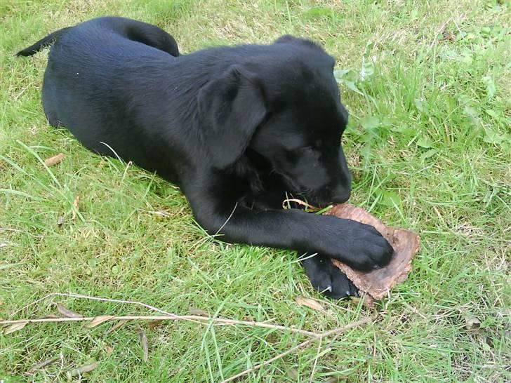 Labrador retriever Daimi - Hygge i haven, for der er nemlig mange sjove ting!! billede 6