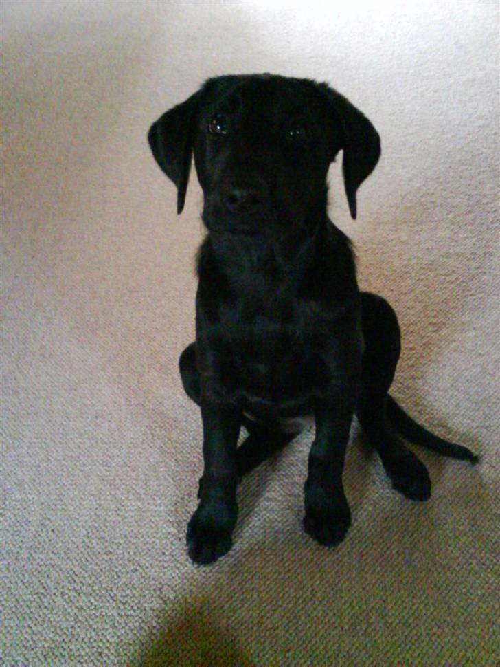 Labrador retriever Daimi - Min kønne lille hund, der er klar til "give me 5" billede 7