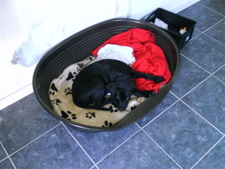 Labrador retriever Daimi - Stadig en lille hund, der blir stor engang. ;) billede 8