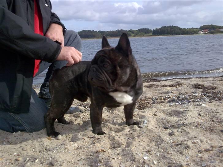 Fransk bulldog Fanto    R.I.P. billede 6