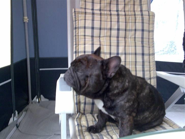 Fransk bulldog Fanto    R.I.P. - Det er faktisk hårdt at være på ferie! billede 8