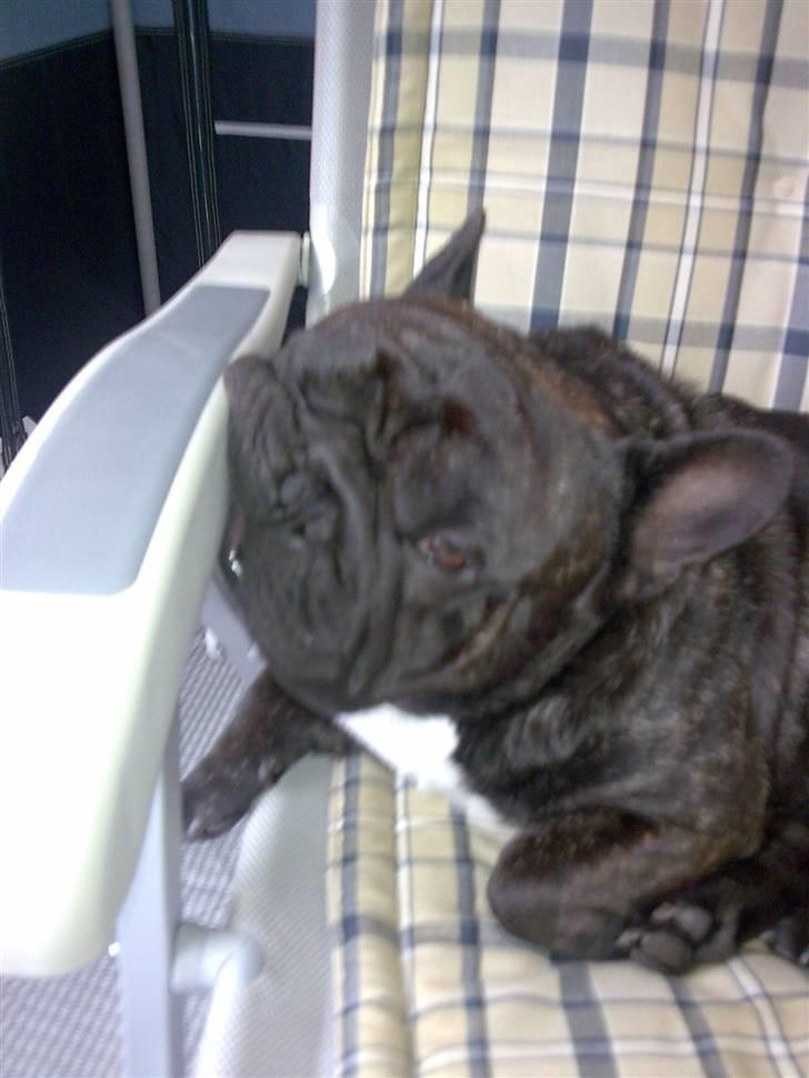 Fransk bulldog Fanto    R.I.P. - Campingstole... Hvor pokker er sofaen??? billede 9