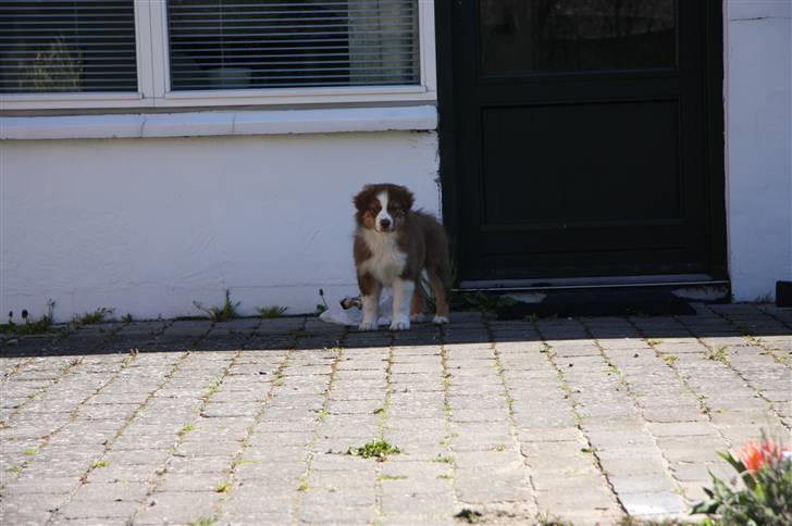 Australian shepherd Pippi billede 6