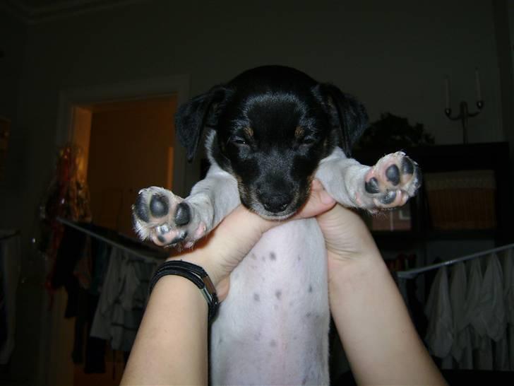 Dansk svensk gaardhund Lady Kahlua - "lad mig nu bare sove...." billede 1