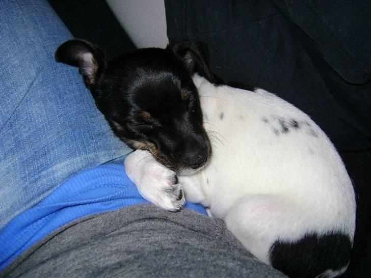 Dansk svensk gaardhund Lady Kahlua - putter lidt. billede 2