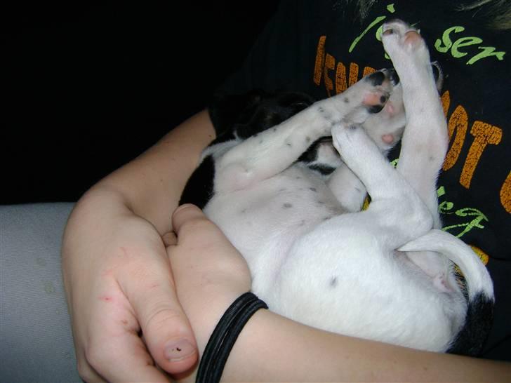 Dansk svensk gaardhund Lady Kahlua - sover billede 3