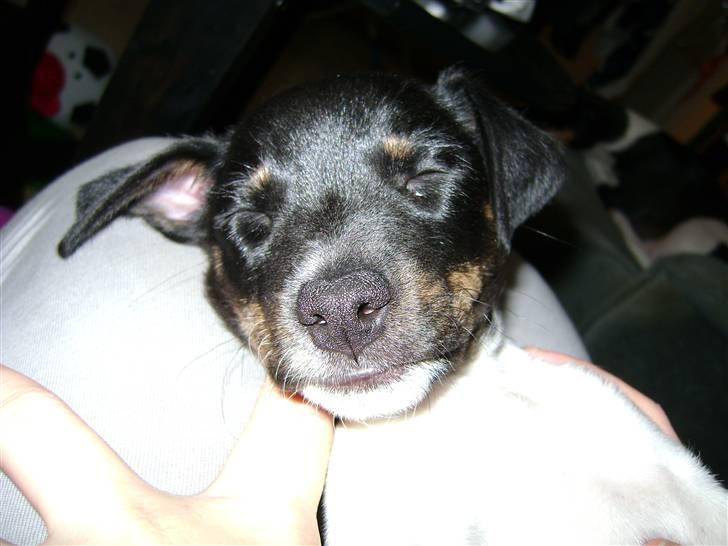 Dansk svensk gaardhund Lady Kahlua - lægger ikke rigtig mærke til noget når hun sover :) billede 4