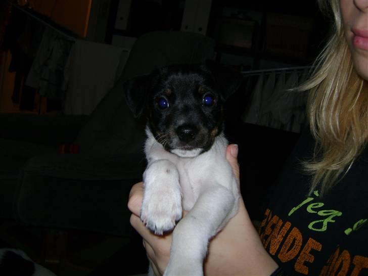 Dansk svensk gaardhund Lady Kahlua - leger lille prinsesse :)  billede 5