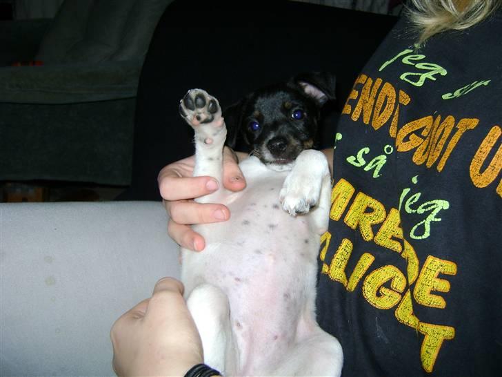 Dansk svensk gaardhund Lady Kahlua - lille tyksak :)  billede 6