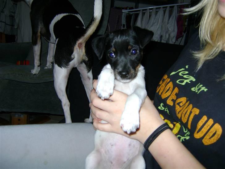 Dansk svensk gaardhund Lady Kahlua - Kahlua og storebrors ende i baggrunden :)  billede 7