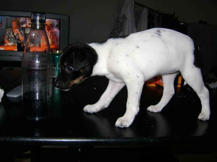 Dansk svensk gaardhund Lady Kahlua - "hvad er det??" billede 8