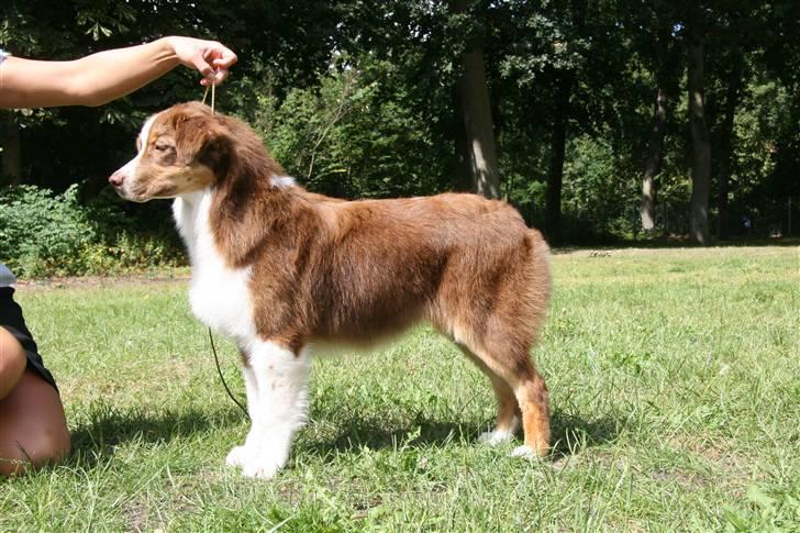 Australian shepherd Pippi - Næsten 6 mdr. og på udstilling... billede 7