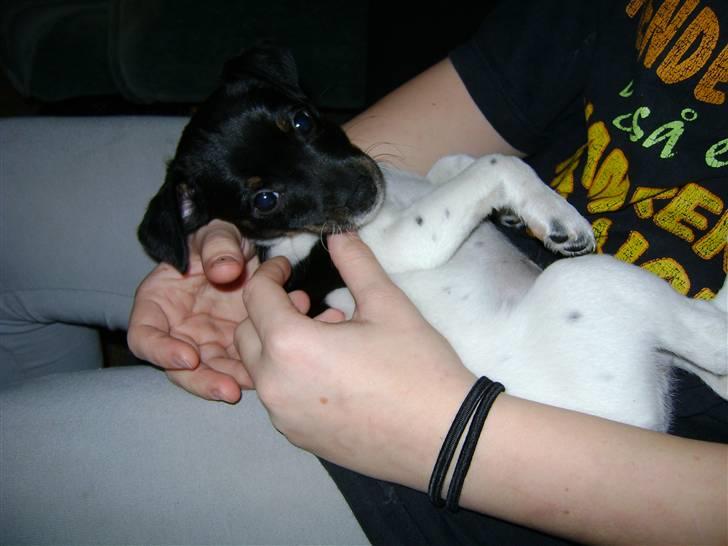 Dansk svensk gaardhund Lady Kahlua - "jeg er da sød, er jeg ik?" :) billede 9