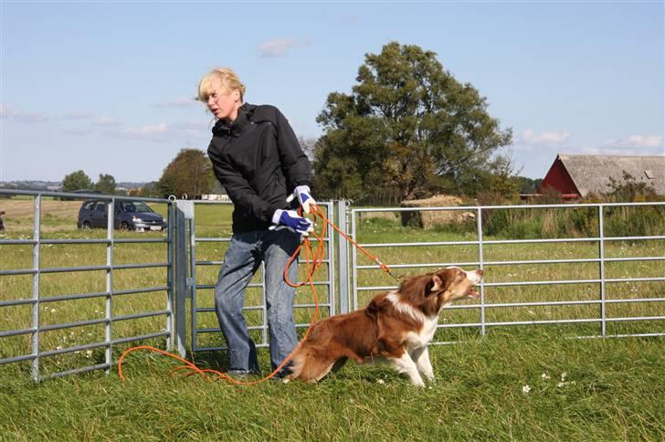 Australian shepherd Pippi - Pippi ser får for første gang... billede 8