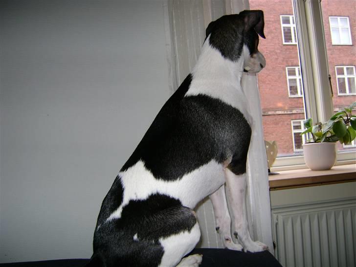 Dansk svensk gaardhund Jønne - sidder og kigger ud af vinduet :) billede 12