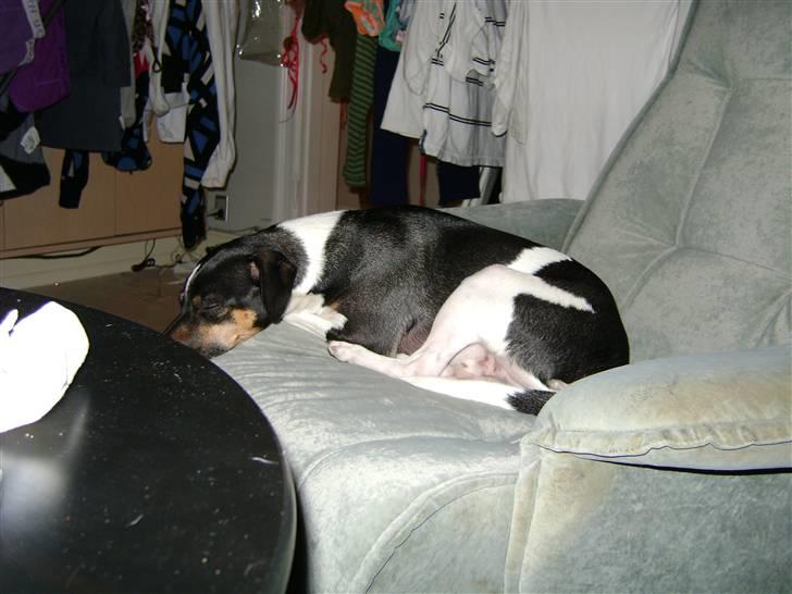 Dansk svensk gaardhund Jønne - sover helt alene i stolen.. billede 13