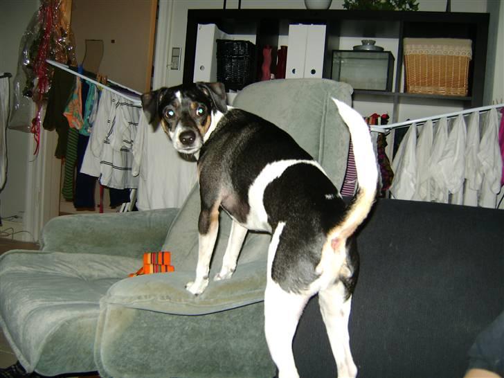 Dansk svensk gaardhund Jønne - "er det mig i snakker om?" billede 14