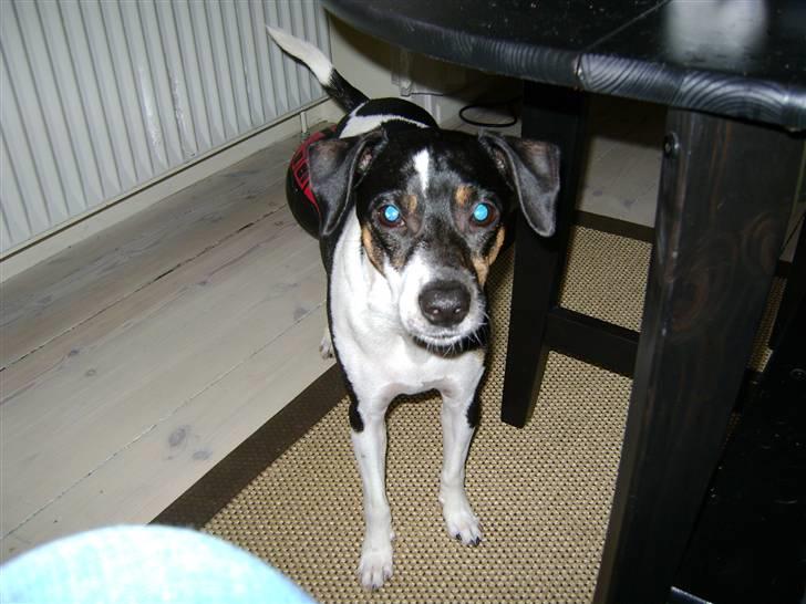 Dansk svensk gaardhund Jønne - "vil du mig noget eller hvad?" billede 15