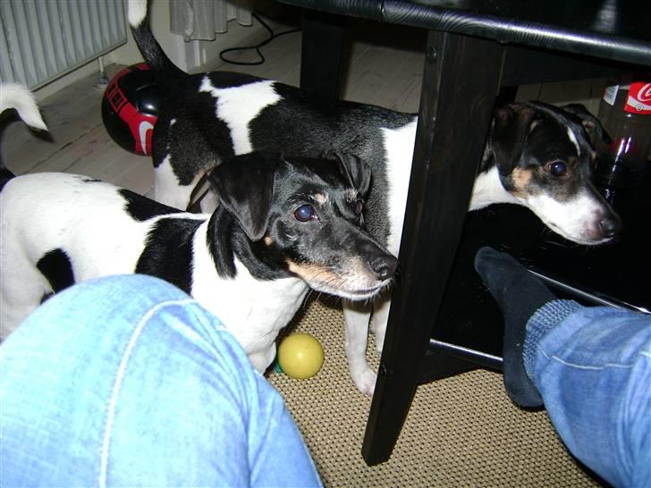 Dansk svensk gaardhund Jønne - mille og jønne :)  billede 16