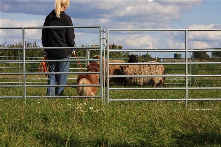 Australian shepherd Pippi - Lidt mere ro på... billede 9