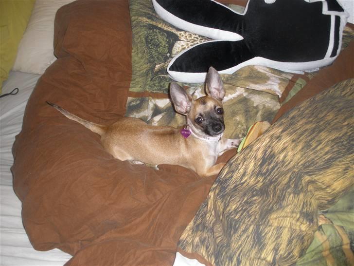 Chihuahua Mussie - iiih min lille skat :b  billede 1