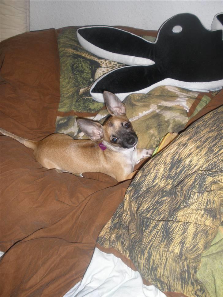 Chihuahua Mussie - :) billede 2