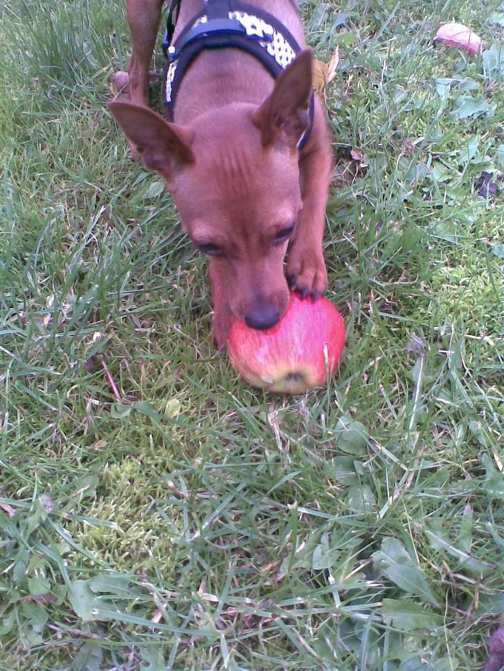 Dvaergpinscher Frida - På æblerov i haven:-) billede 12