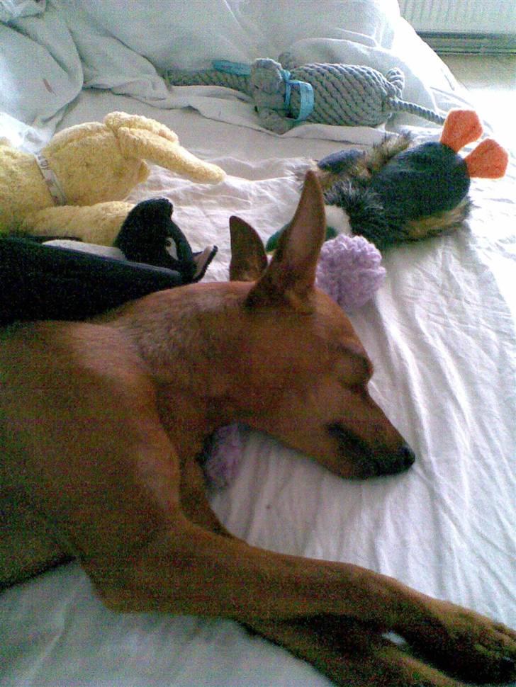 Dvaergpinscher Frida - Zzz! billede 13