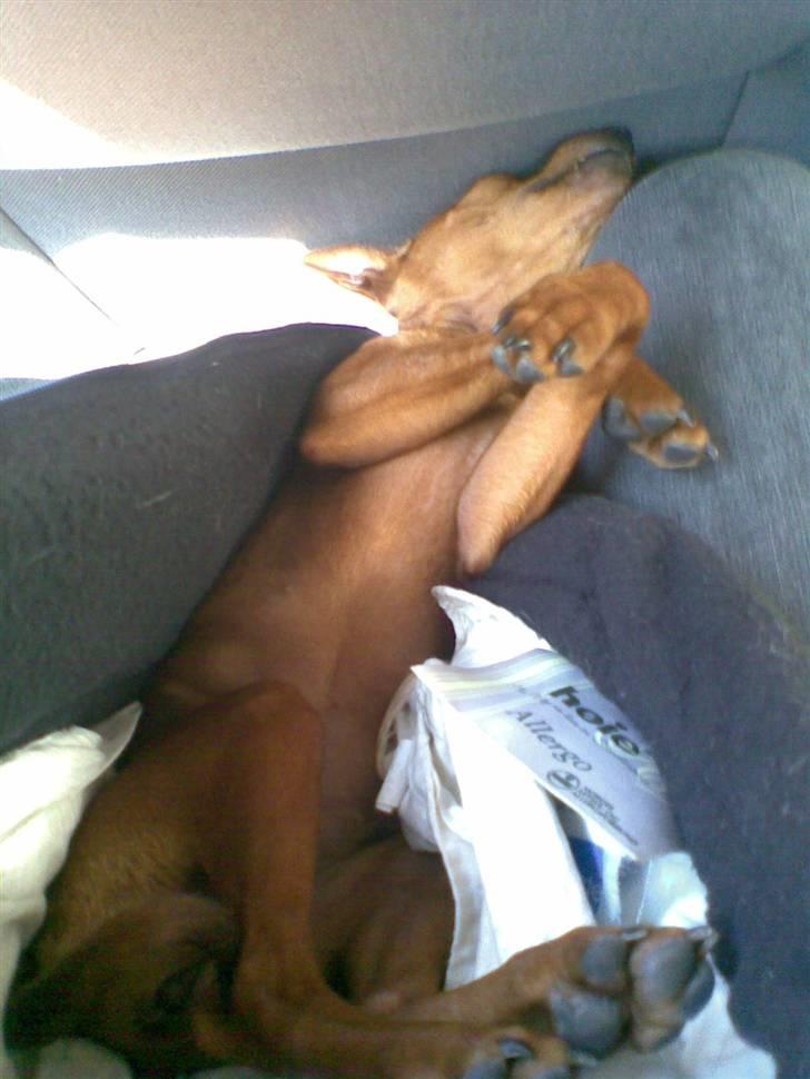 Dvaergpinscher Frida - Zzz! Snork snork...  billede 14