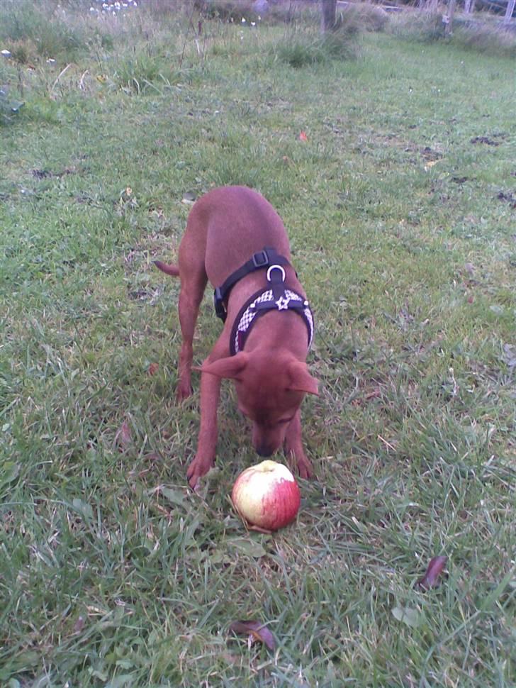 Dvaergpinscher Frida - Æbler ligner lidt bolde, så dem kan vi li´! billede 17