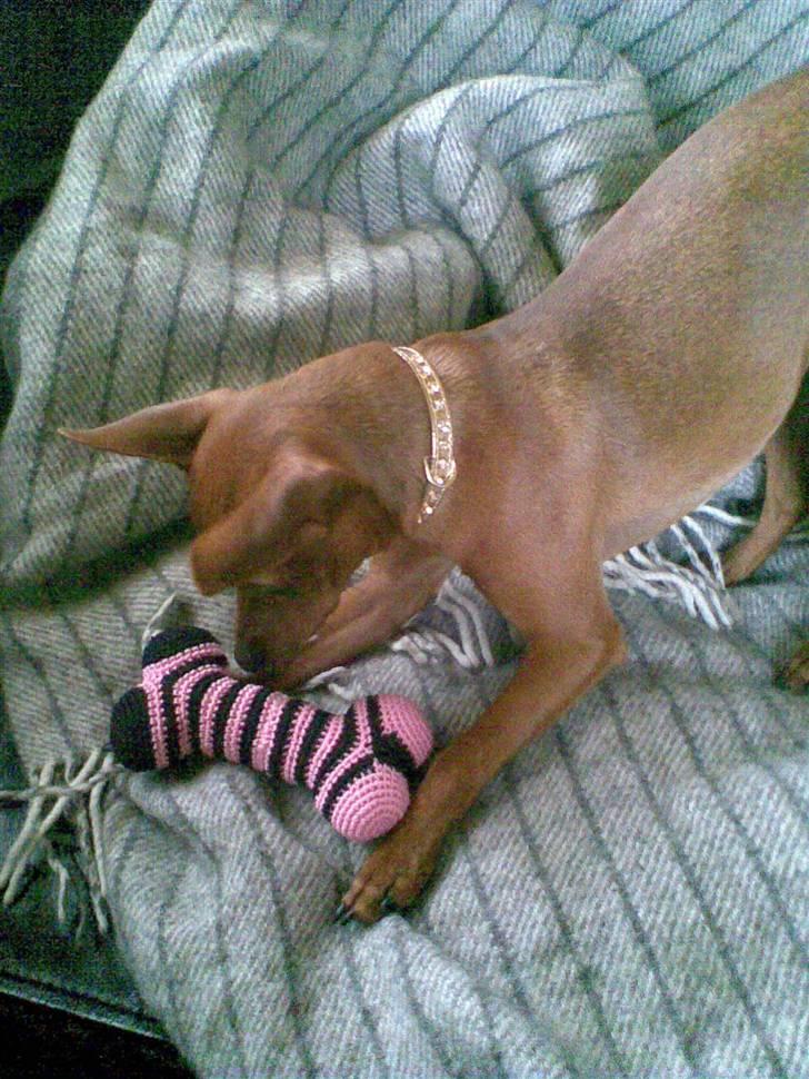 Dvaergpinscher Frida - "Piv", sagde du??? Jeg skal vise dig piv, skal jeg. Grrr!  billede 19