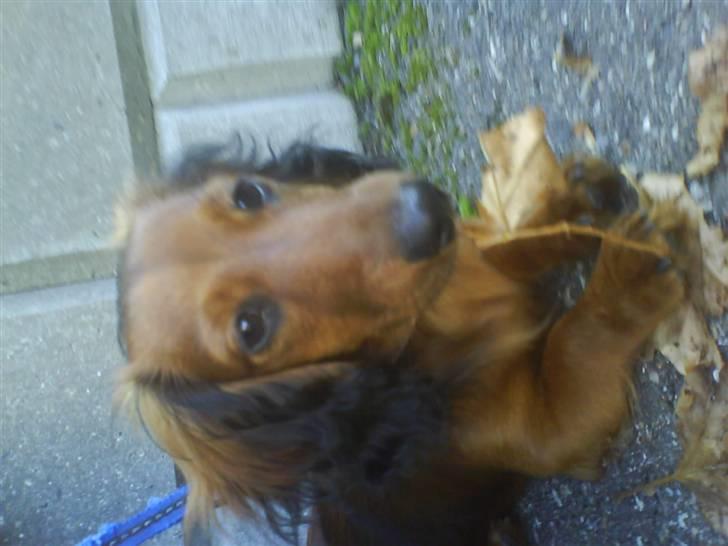 Miniature gravhund Amanda billede 15