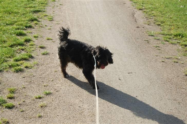 Blanding af racer Molly :P - "Hey, kom nu!" billede 3