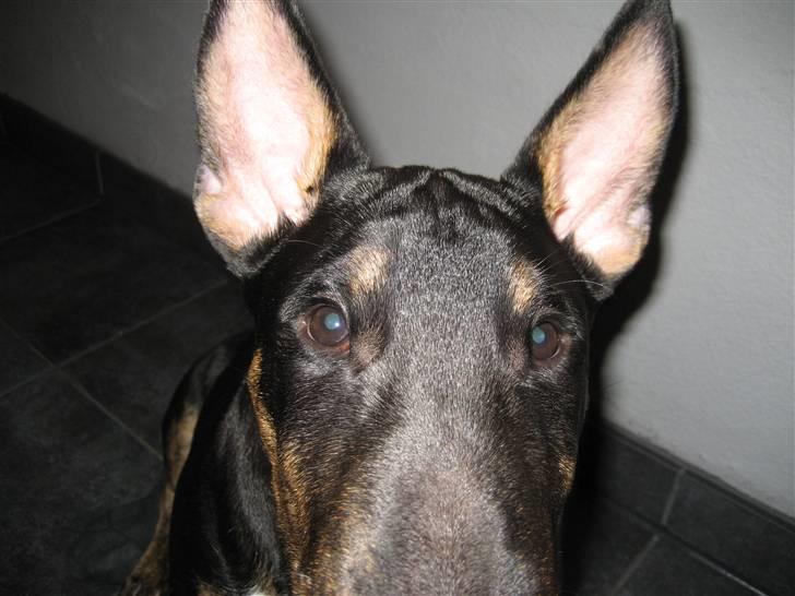 Bullterrier Cozmo  * R.I.P * billede 12