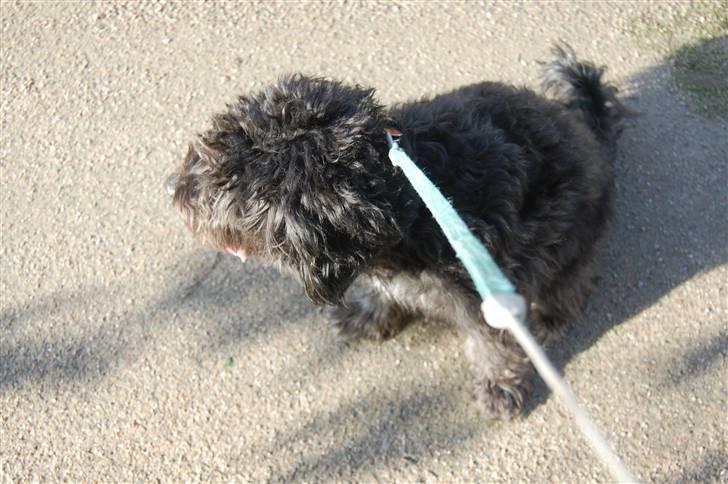 Blanding af racer Molly :P - dejlig med en side pause. billede 4