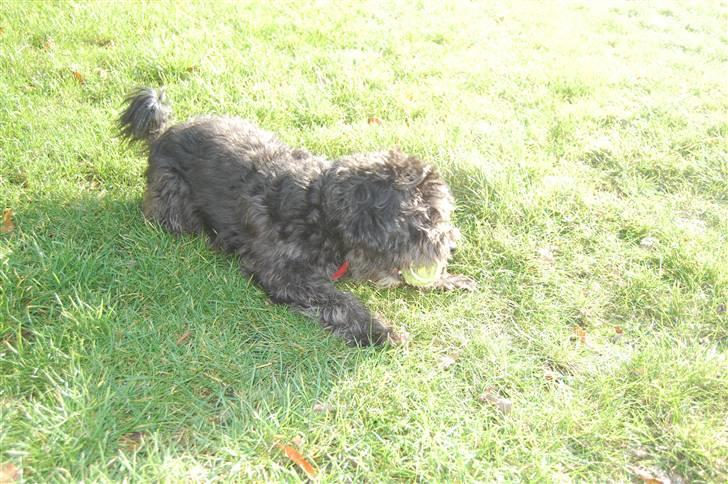 Blanding af racer Molly :P billede 5